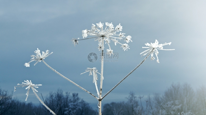 冬季圣诞节风景冬季场冰冻的花朵白色木头森林图片
