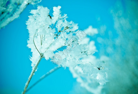 北冬天现场冻结的花朵紧闭天气树图片