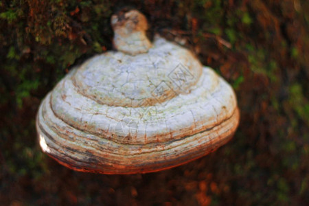 木头上长出的菌类图片