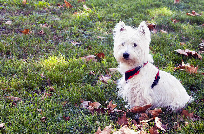 小狗一种场地西高泰瑞尔坐落在草地上树叶枯水平图像与复制空间图片