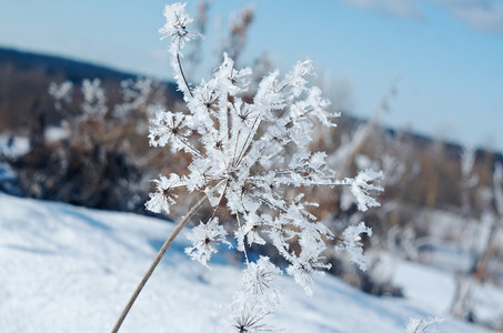 雪后冻住的植物图片