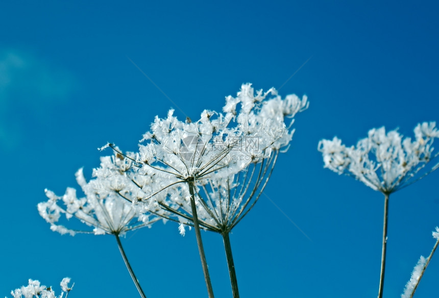 雪后冻住的植物图片