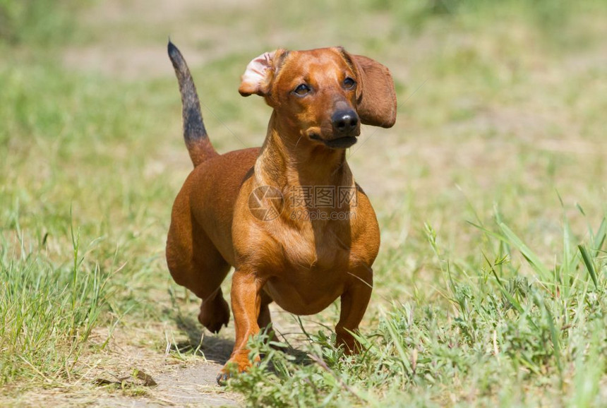 公园Dachshund正奔向草地花园自然图片