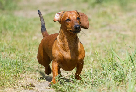 公园Dachshund正奔向草地花园自然图片