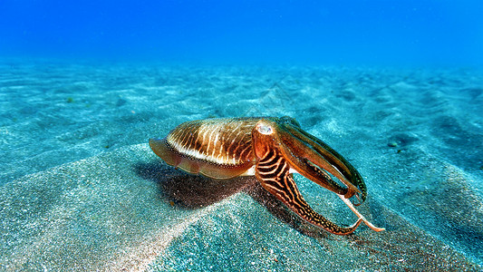 特内里费沙底上方的鱼海自然背景图片