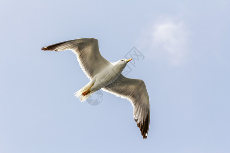 青头鱼有翅膀的开阔海鸥飞翔在天空中滑航班飞行图片