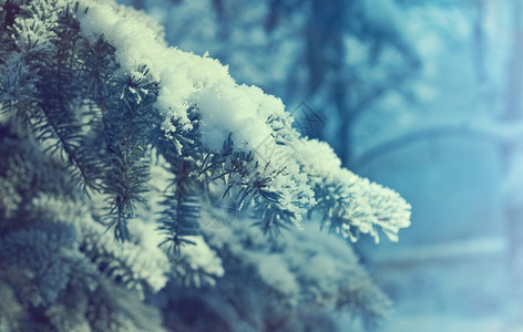 覆盖树冷冻冬季圣诞节风景冬季场冰冻的花朵图片