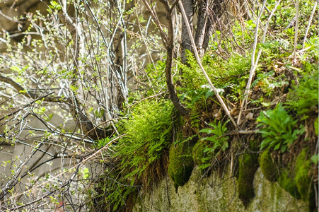 在岩石地貌上生长的绿藻根活户外图片
