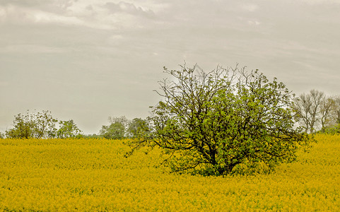 绿色黄地环境农业蓝色的图片