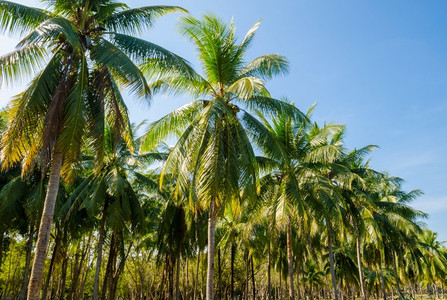 海滩天水平的椰子棕榈树一列图片