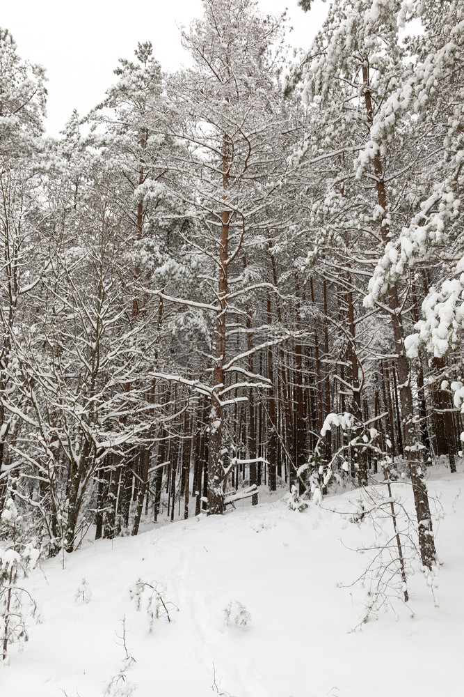 墙纸下雪的森林中美丽冬季景观被雪覆盖的高大树木地球上覆盖着白色的大雪堆美丽冬季景观天图片