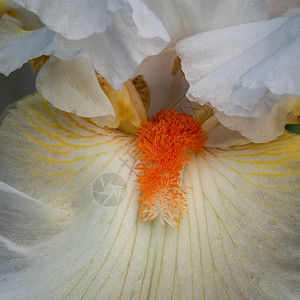 德语花艺巴塔国的IrisIrisBarbata紧贴花头图片