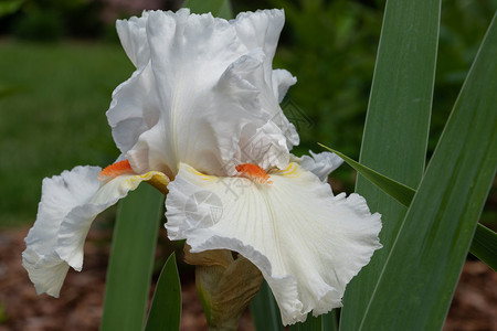 德语花瓣国的IrisIrisBarbata紧贴花头植物图片