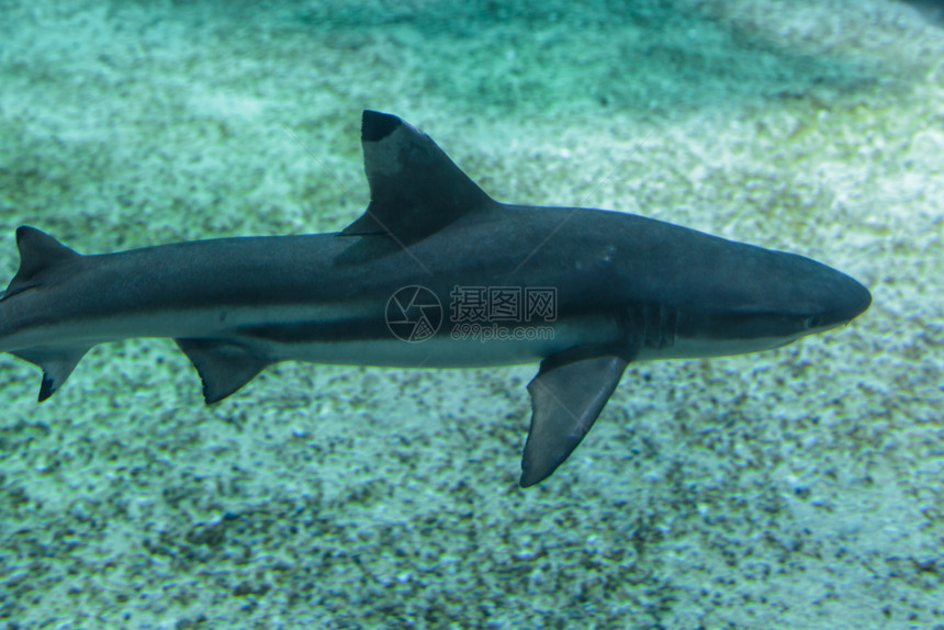 深的蓝色天然水族馆的下真鲨蓝色天然水族馆的下真鲨礁生活图片