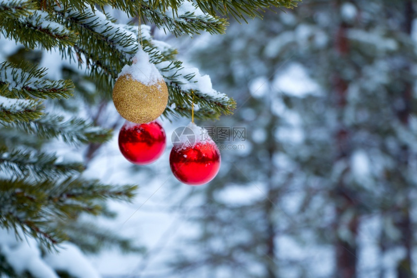 白雪皑花冬天3个圣诞球在雪覆盖松树枝上紧的圣诞舞会在雪覆盖松树分部上图片
