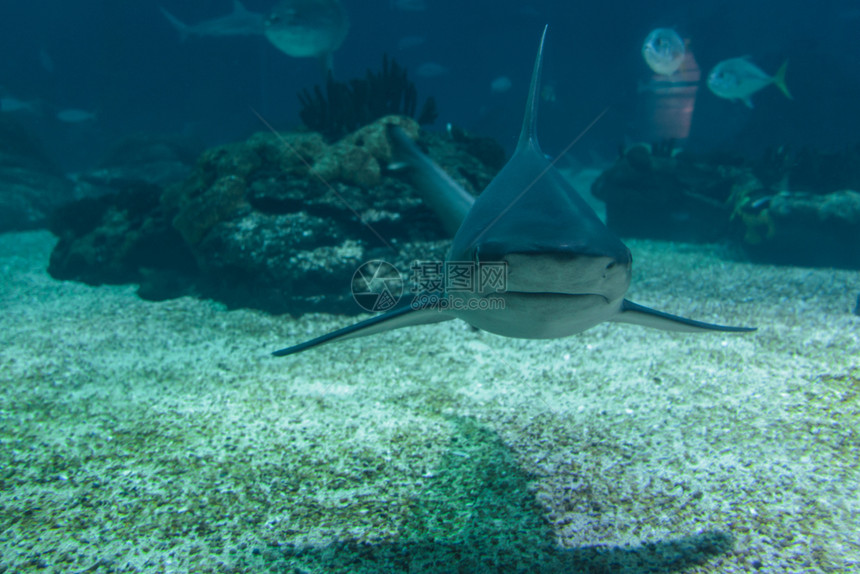 海洋深的热带蓝色天然水族馆下真鲨天然族馆下真鲨图片