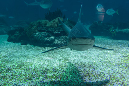 海洋深的热带蓝色天然水族馆下真鲨天然族馆下真鲨高清图片