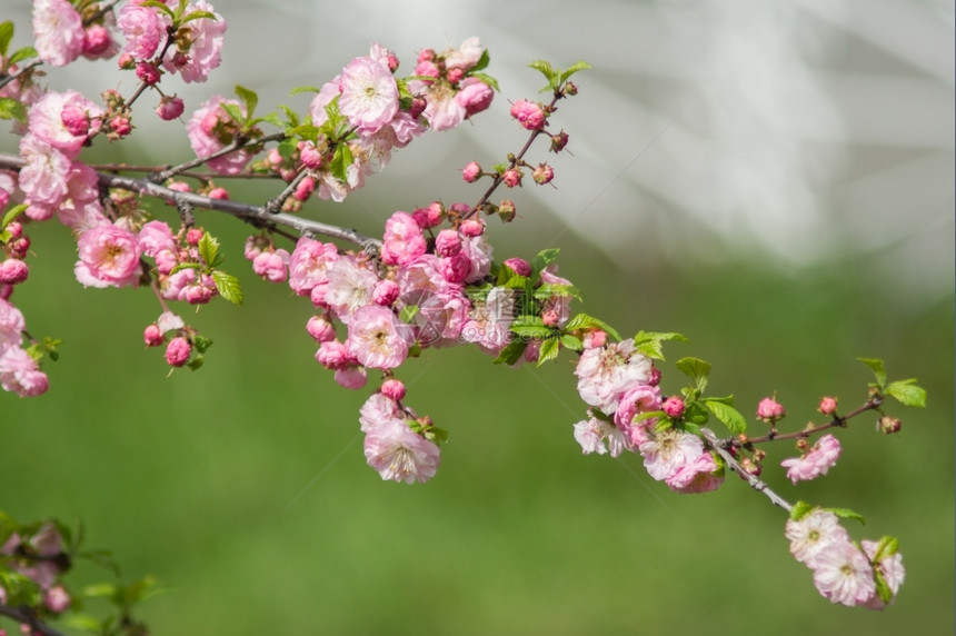 春日的粉红樱花图片