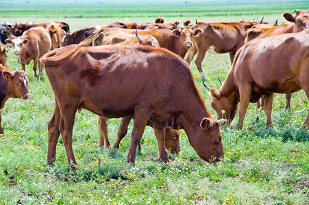 夏天草原红牛群在夏花草地放牧图片
