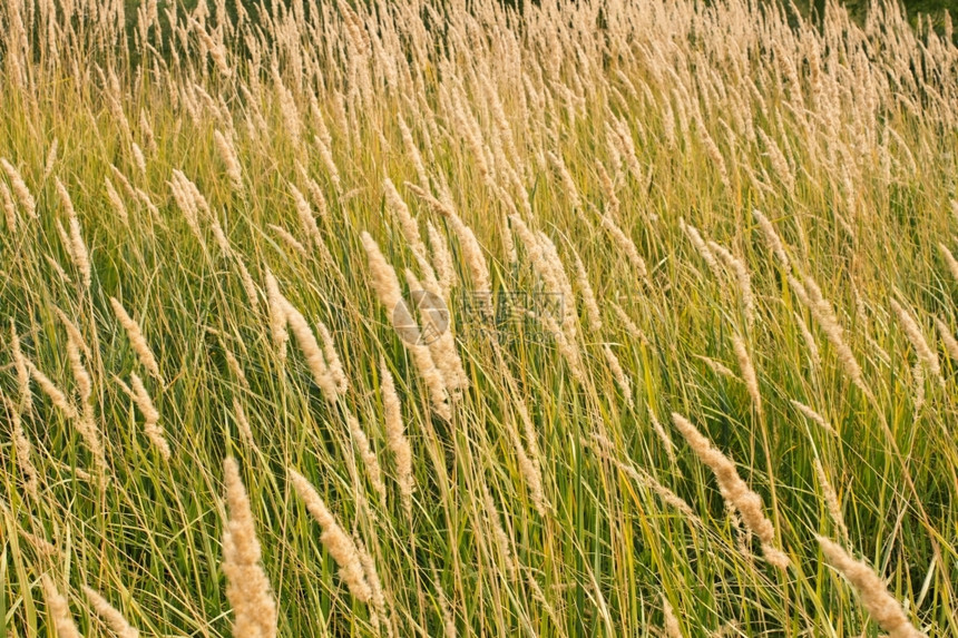 干谷杂草的顶部精细草本质地场景种子黄色的图片