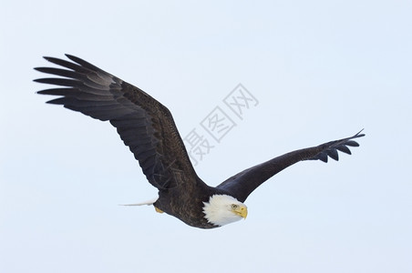 美洲秃鹰飞行时翅膀张展蓝天空背景阿拉斯加秃鹰号美国哈雷图斯宽的图片