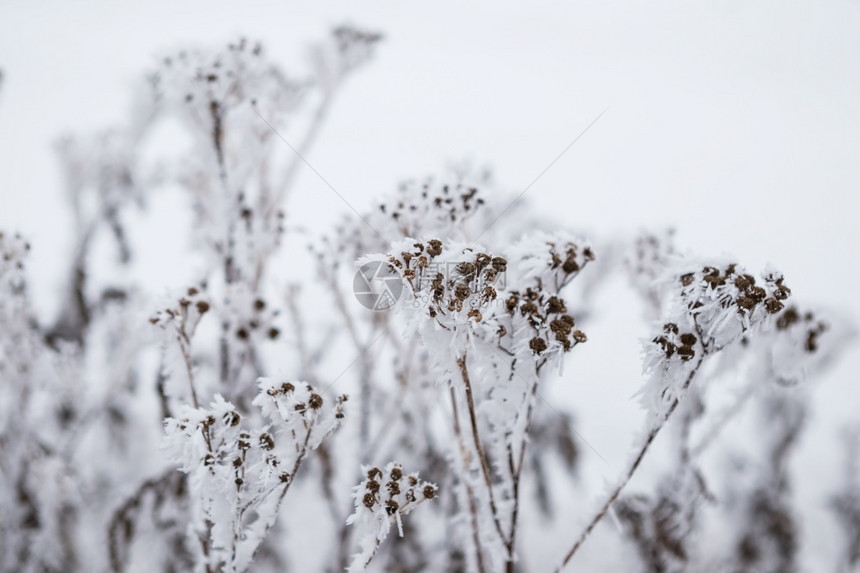 寒冷紧贴着冰雪覆盖的冻花朵十二月季节图片