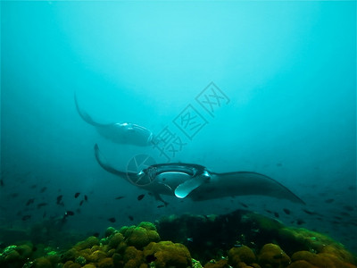 鱼水族馆巨型曼塔雷自然图片