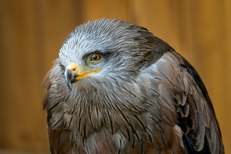 近视偏头痛是家族中一种等规模的猎物鸟类鹰科动中型图片