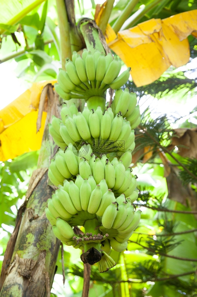新鲜的尚未成熟香蕉和树是绿色的叶子生长图片