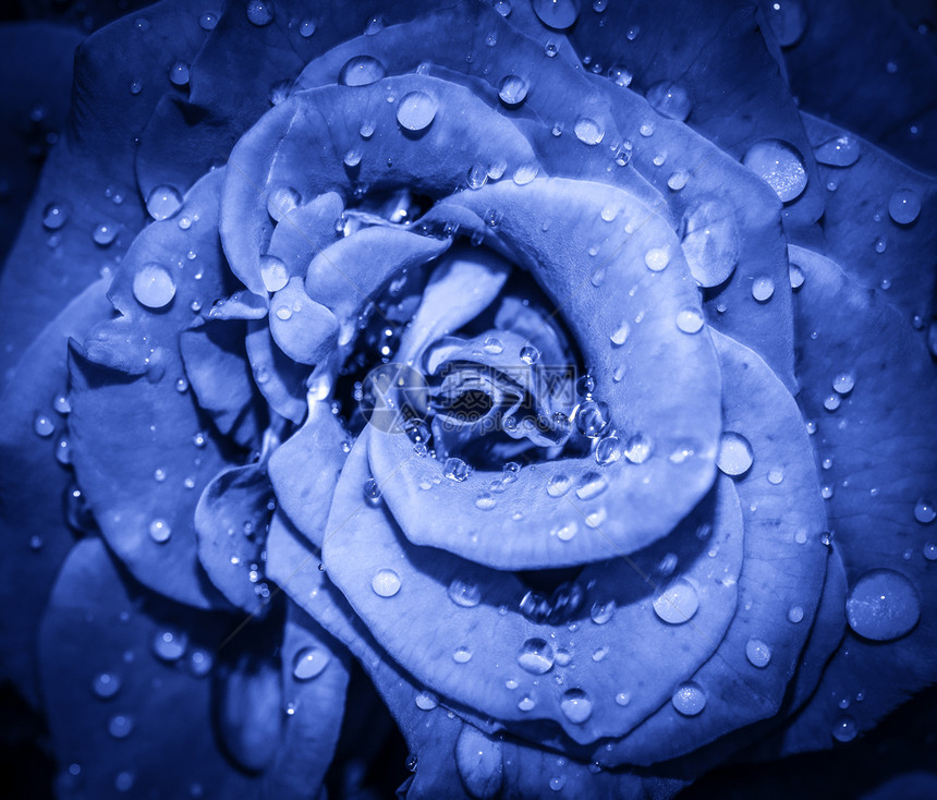 红色的质地约会深蓝色玫瑰花头特写与水滴顶视图深焦点玫瑰花瓣特写视图玫瑰花头特写图片