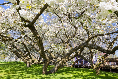 时间自然季节春时树木花朵白的闪光图片