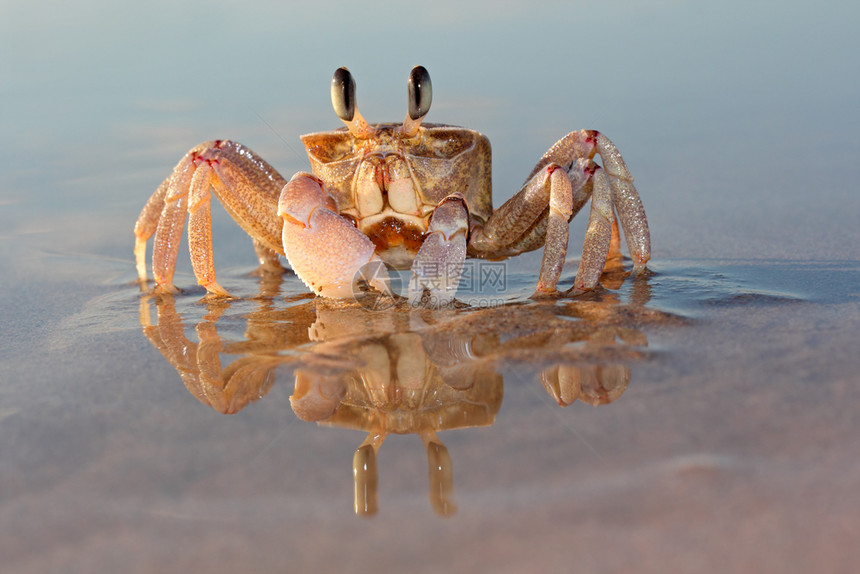 南非海滩上的幽灵螃蟹Occypoderyderi钳栖息地生态图片
