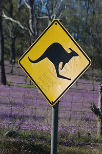警告袋鼠在澳大利亚过境点的标志出去擦洗高清图片