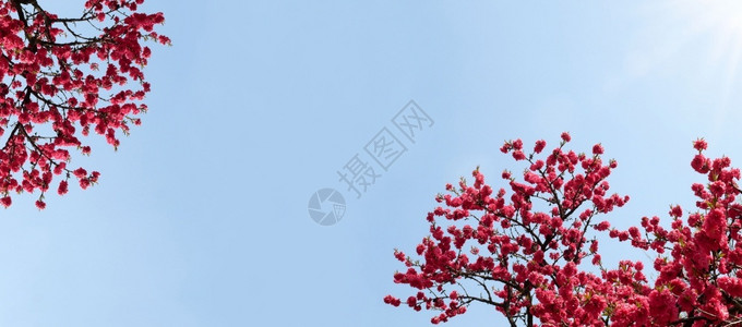 季节春花盛开与蓝天相伴春花之幕和概念景观公园图片
