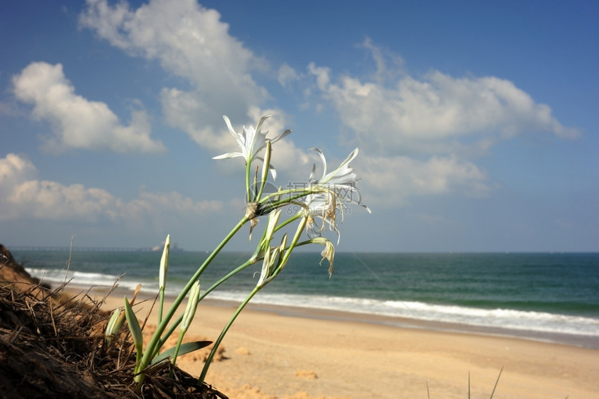 沙滩上的大白花图片