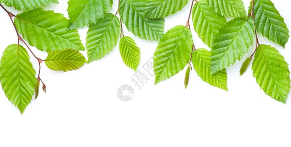 白色框角多于超过绿色树叶在白背景的Hornbeam自然框架上隔绝从平面绿叶分枝处对白户外背景