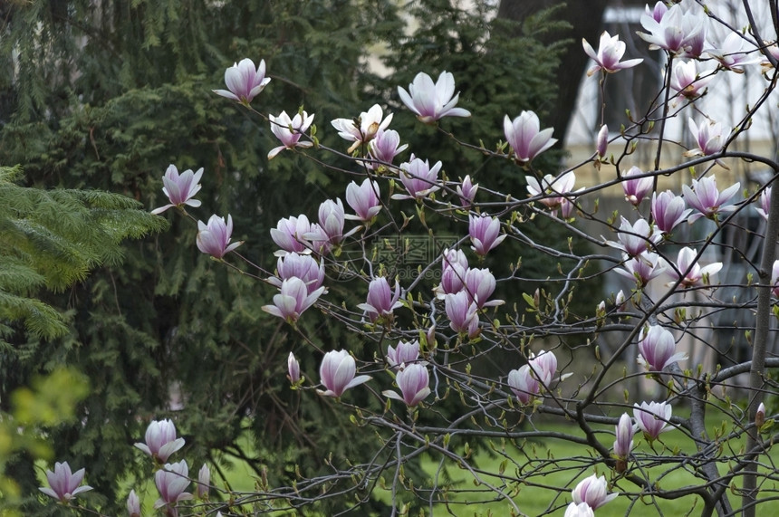 脆弱肉欲春天花园里的玉兰树开花叶子图片