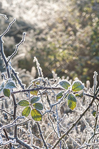 经过冷若冰霜季节寒的冬天刺枝在春日晒后倒流图片