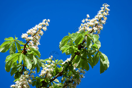 分支七叶树一片栗花和蓝天空的画面季节背景图片