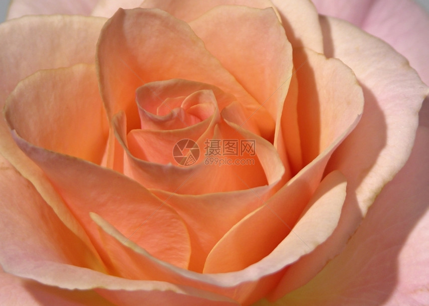 菅直人粉色的红玫瑰色心自然图片