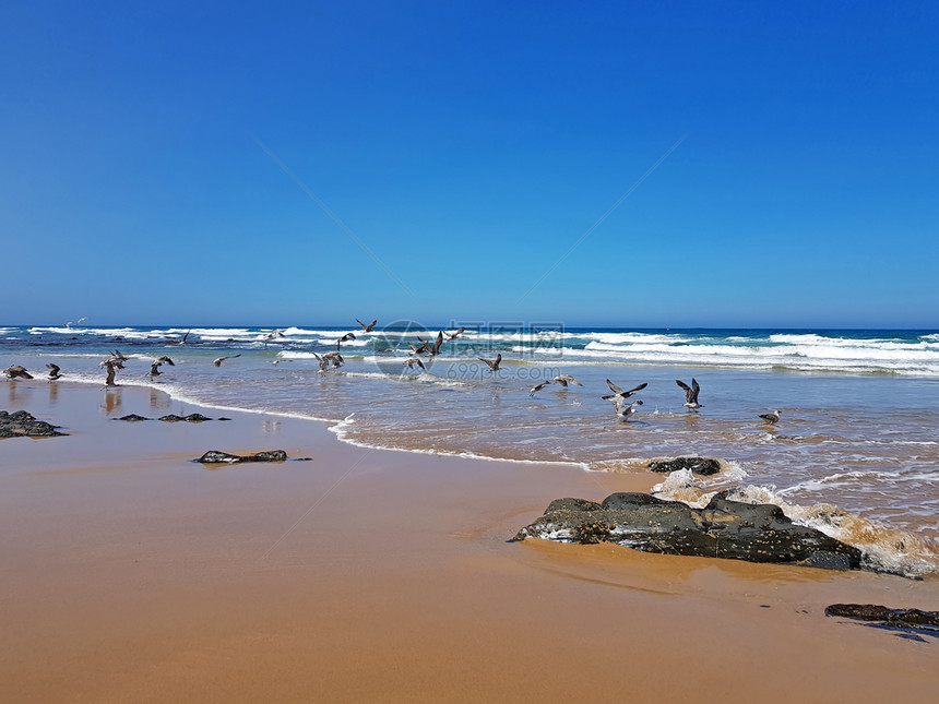 鸟海洋PraiaValeFigueiras与海鸥在葡萄牙滩上天空图片