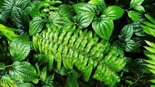 热带绿叶树林图片