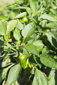 成熟农业花园蔬菜中的绿辣椒植物图片