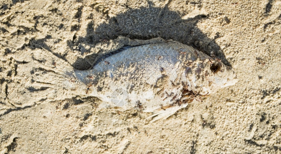 被蚂蚁吃掉的沙子上死鱼海平坦河图片