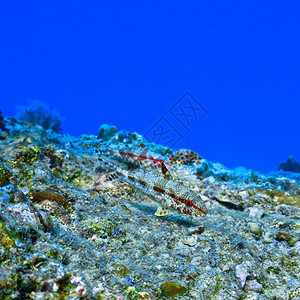 珊瑚礁的山羊鱼水下浮潜异国情调图片