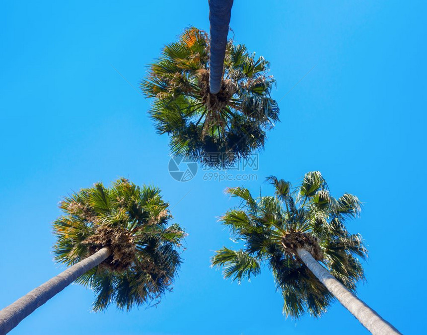 春天在空背景上从下方看到三个棕榈景观手掌图片
