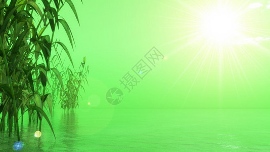 东方绿舟树亚洲绿日落时在水上用竹子3D使绿色大自然3D使绿色自然人设计图片