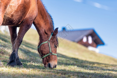 运动牧场一匹马在农附近的草地上吃东西野生动物图片