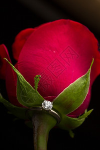 红玫瑰上的结婚钻戒图片