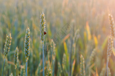 绿色春天小麦穗上的瓢虫田间麦穗小上的瓢虫年轻图片